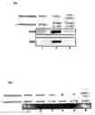 Fig. 07 - Potent immunosuppressive agents, derivatives and uses