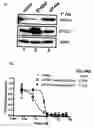 Fig. 08 - Potent immunosuppressive agents, derivatives and uses