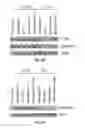 Fig. 03 - MicroRNA-Based Methods and Compositions for the Diagnosis, Prognosis and Treatment of Prostate Related Disorders