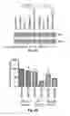 Fig. 05 - MicroRNA-Based Methods and Compositions for the Diagnosis, Prognosis and Treatment of Prostate Related Disorders