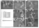 Fig. 01 - PRENYLFLAVANONE COMPOUNDS AND USES THEREOF