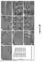 Fig. 06 - PRENYLFLAVANONE COMPOUNDS AND USES THEREOF
