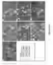 Fig. 08 - PRENYLFLAVANONE COMPOUNDS AND USES THEREOF