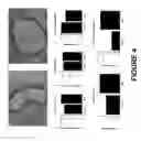 Fig. 05 - METHODS OF USING ABSCISIC ACID FOR AMELIORATING HYPERTENSION AND VASCULAR INFLAMMATION