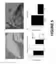 Fig. 06 - METHODS OF USING ABSCISIC ACID FOR AMELIORATING HYPERTENSION AND VASCULAR INFLAMMATION