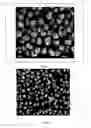 Fig. 02 - Spheroidal particles for olefin polymerization catalyst