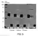 Fig. 06 - Hydroxyalkyl starch derivatives