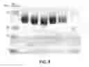 Fig. 09 - Hydroxyalkyl starch derivatives