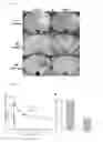 Fig. 09 - COMPOSITIONS AND METHODS FOR TARGETING TUMORS