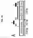 Fig. 02 - TRANSGENIC MAMALS MODIFIELD IN BRI PROTEIN EXPRESSION