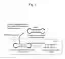 Fig. 02 - CYCLE SINGLE-STRANDED NUCLEIC ACID COMPLEX AND METHOD FOR PRODUCING THE SAME