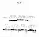 Fig. 07 - CYCLE SINGLE-STRANDED NUCLEIC ACID COMPLEX AND METHOD FOR PRODUCING THE SAME