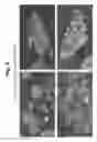 Fig. 04 - Algal coal and process for preparing same