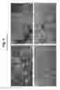 Fig. 07 - Algal coal and process for preparing same