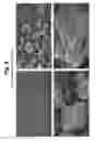 Fig. 09 - Algal coal and process for preparing same