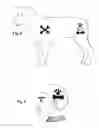 Fig. 05 - Method and Kit for Producing a Semi-Permanent Design or Tattoo onto Your Pet and/or Livestock