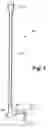 Fig. 02 - Self-standing walking cane