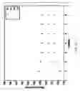 Fig. 33 - Microfluidic devices with integrated resistive heater electrodes including systems and methods for controlling and measuring the temperatures of such heater electrodes