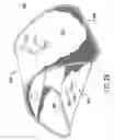 Fig. 32 - Collapsible structures having enhancements