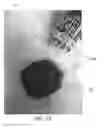 Fig. 06 - OPTICAL ASSAY SYSTEM WITH A MULTI-PROBE IMAGING ARRAY