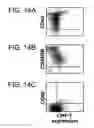 Fig. 32 - Polypeptides involved in immune response
