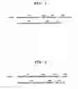 Fig. 02 - Humanized anti-human α9-integrin antibody