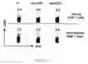 Fig. 08 - Method for treating psoriasis