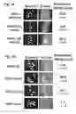 Fig. 02 - ESPFU NUCLEIC ACIDS AND PROTEINS AND USES THEREOF