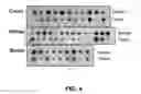Fig. 05 - ANTITUMOR EFFECTS OF INSULIN-RESPONSIVE DNA BINDING PROTEIN-1 (IRDBP-1)