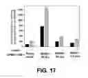 Fig. 13 - ANTITUMOR EFFECTS OF INSULIN-RESPONSIVE DNA BINDING PROTEIN-1 (IRDBP-1)