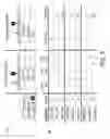Fig. 04 - High-affinity human antibodies to human protease-activated receptor-2