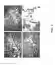 Fig. 04 - Targeting of Notch3 Receptor Function for Cancer Therapy