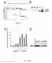 Fig. 08 - Targeting of Notch3 Receptor Function for Cancer Therapy