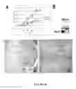 Fig. 09 - Targeting of Notch3 Receptor Function for Cancer Therapy