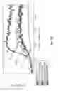 Fig. 35 - C/CLP Antagonists And Methods Of Use Thereof