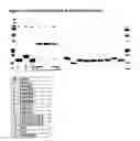 Fig. 02 - Amino Acid Sequences Directed Against Il-6 And Polypetides Comprising The Same For The Treatment Of Diseases And Disorders Associated With Il-6 Mediated Signalling