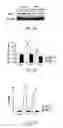 Fig. 07 - Therapeutic Method Targeting Midkine
