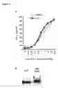 Fig. 06 - Ex vivo method for producing a preparation containing CD4+ T cells specific for EBV structural antigens