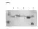 Fig. 08 - ENCAPSULATION OF BIOLOGICALLY ACTIVE AGENTS