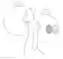 Fig. 01 - AUGMENTATION OF ORGAN FUNCTION