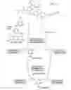 Fig. 03 - Targeted delivery using tissue-specific peptidomimetic ligands