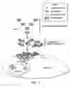 Fig. 04 - Targeted delivery using tissue-specific peptidomimetic ligands