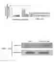 Fig. 17 - Targeted delivery using tissue-specific peptidomimetic ligands
