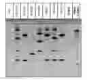 Fig. 01 - PCR-BASED GENOTYPING