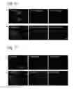 Fig. 23 - Fluorescent dye-labeled glucose bioprobe, synthesis method and usage thereof