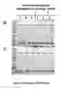 Fig. 03 - Polymerase compositions and uses
