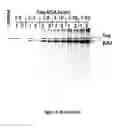 Fig. 09 - Polymerase compositions and uses