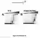 Fig. 16 - Polymerase compositions and uses