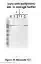Fig. 32 - Polymerase compositions and uses