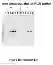 Fig. 34 - Polymerase compositions and uses